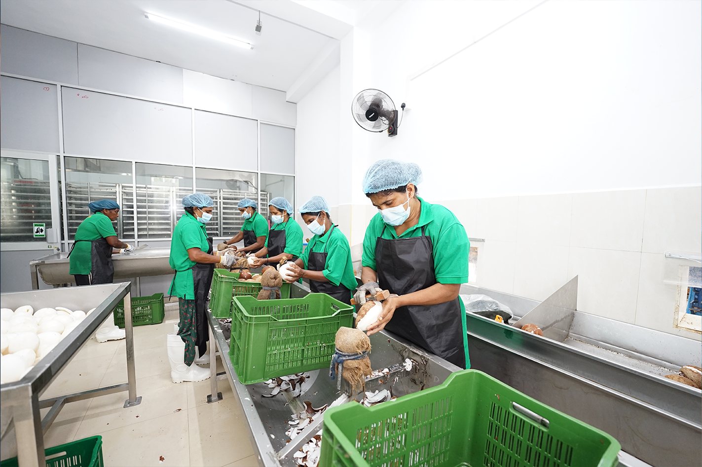 Workers paring coconut kernel on the production floor