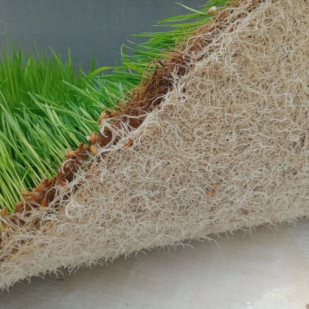 Seeds Pad